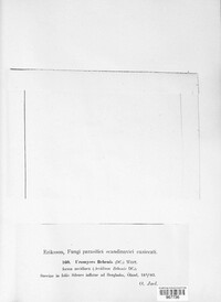 Uromyces behenis image